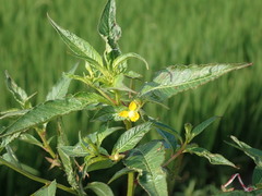 Ludwigia erecta