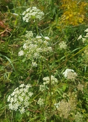 Apioideae