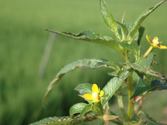 Ludwigia erecta