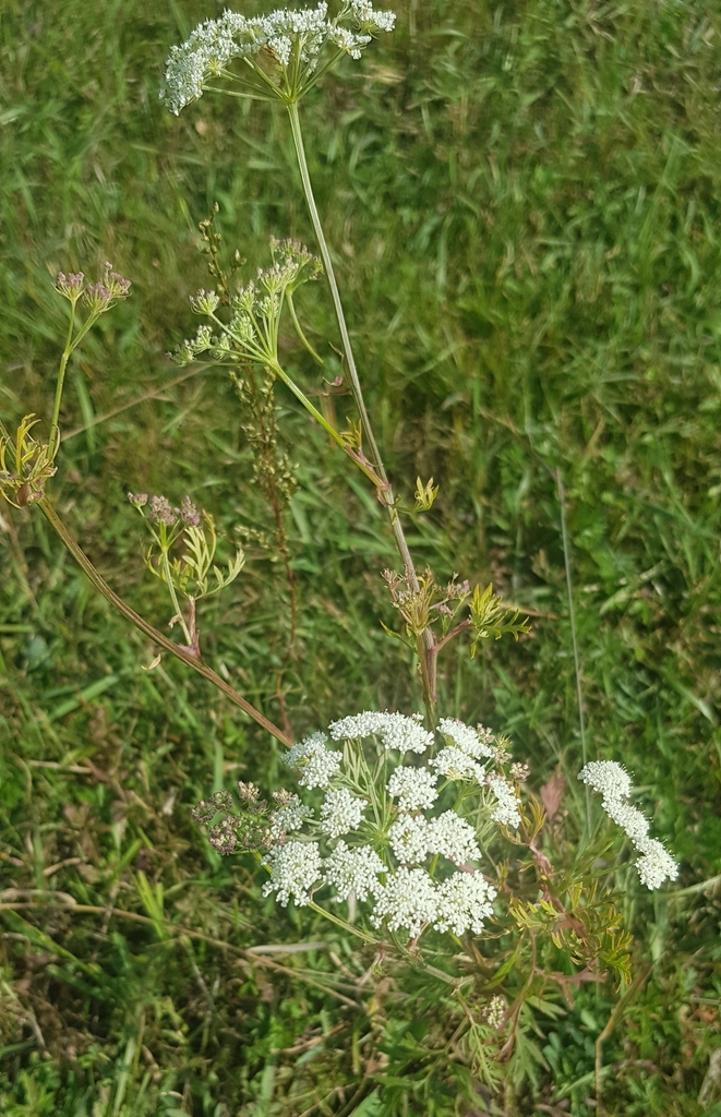Kadenia salina