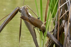 Acrocephalus gracilirostris