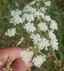 Pimpinella