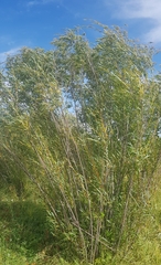 Salix schwerinii