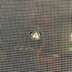 Trichodezia californiata