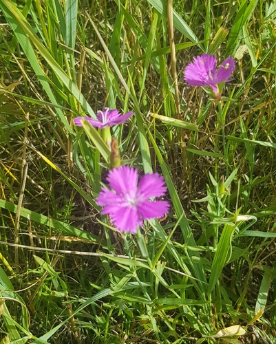 Dianthus chinensis