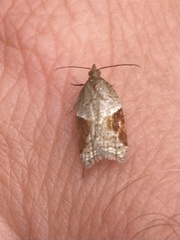Acleris laterana