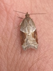 Acleris laterana