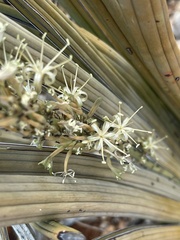 Sansevieria pearsonii