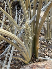 Sansevieria pearsonii