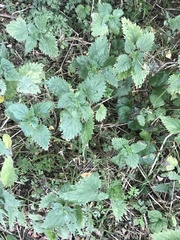 Urtica