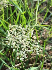 Falcaria vulgaris