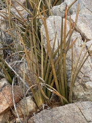 Sansevieria pearsonii