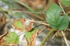 Sympecma fusca