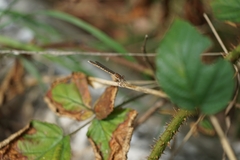 Sympecma fusca