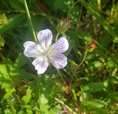 Geranium wlassovianum