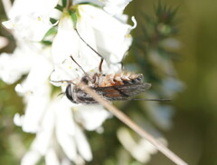 Scaptia
