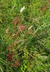 Sanguisorba tenuifolia