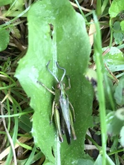 Omocestus viridulus