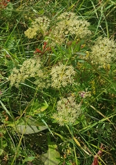 Saposhnikovia divaricata