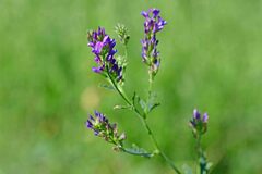 Medicago sativa