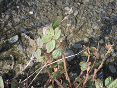 Euphorbia hirta