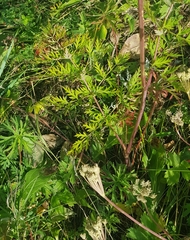 Kitagawia terebinthacea