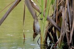 Acrocephalus gracilirostris