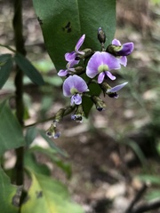 Glycine