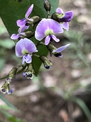 Glycine