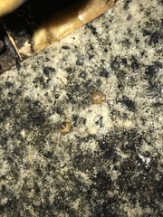 Kaliella depressa