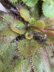 Drosera whittakeri