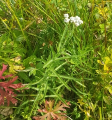 Achillea alpina