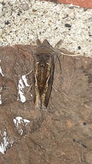 Anagrapha falcifera