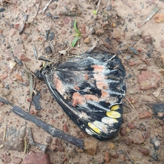Delias harpalyce