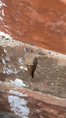 Anagrapha falcifera