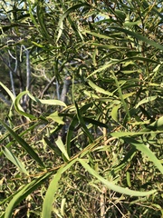 Acacia confusa