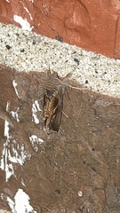 Anagrapha falcifera