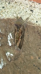 Anagrapha falcifera