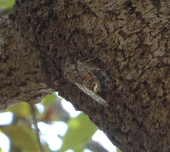 Cicada orni