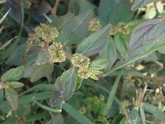 Euphorbia hirta