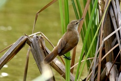 Acrocephalus gracilirostris