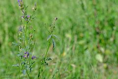 Medicago sativa