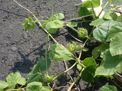 Passiflora vesicaria