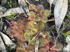 Drosera whittakeri