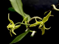 Angraecum firthii image