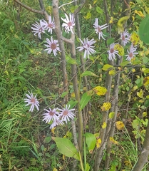 Aster tataricus