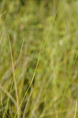Austrostipa muelleri