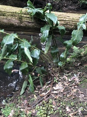 Hedychium