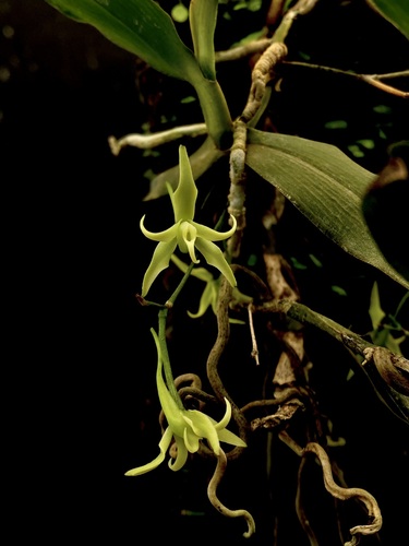 Angraecum firthii image