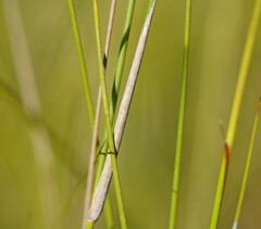 Austrostipa muelleri